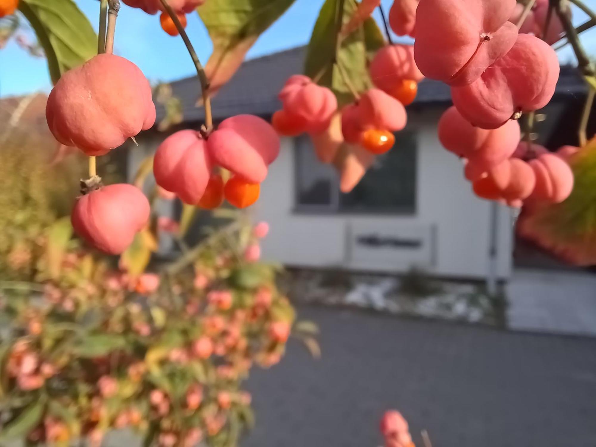Villa Vamus Vendeg- Es Rendezvenyhaz Vamosszabadi Bagian luar foto
